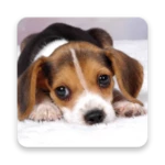 dog live wallpapers android application logo